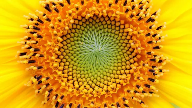 Girasol