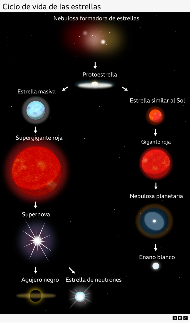 Un diagrama de flujo que ilustra el ciclo de vida de las estrellas: una nebulosa formadora de estrellas produce una protoestrella, que puede tomar uno de dos caminos; si se convierte en una estrella masiva, se convertirá en una supergigante roja, luego en una supernova que conduce a un agujero negro o una estrella de neutrones; si se convierte en una estrella similar al Sol, se convertirá en una gigante roja, luego en una nebulosa planetaria que conduce a una enana blanca.