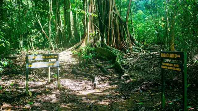 Señales indican los senderros que se pueden tomar para entrar en el Parque Nacional Corcovado frente a un gran tronco de árbol