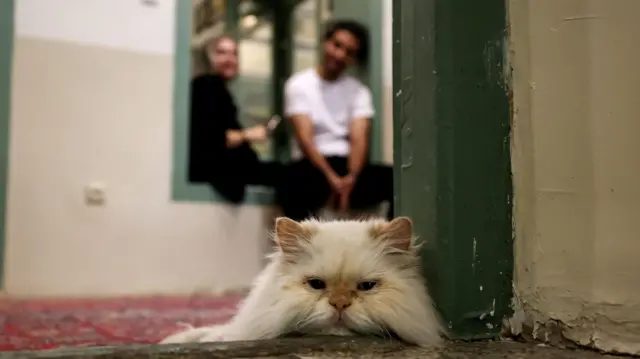 Un gato de pelo largo tumbado en el suelo mirando a la cámara, con una pareja sentada en una puerta detrás de él