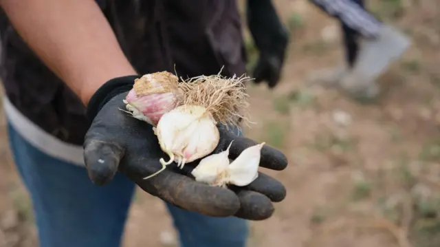Un hombre con un guante negro sostiene dos cabezas de ajo en su mano derecha 