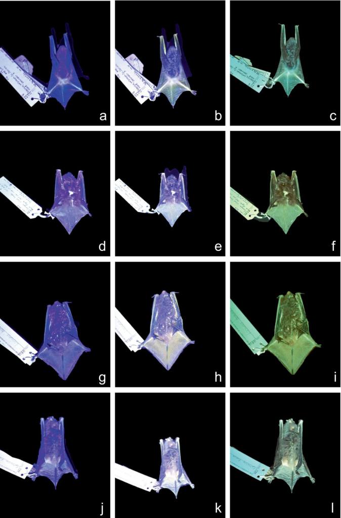 Ejemplares de Myotis austroriparius, Lasiurus seminolus, Lasiurus borealis y Eptesicus fuscus observados bajo luz ultravioleta de 410 nm. En la primera columna se muestran iluminados solo con luz UV; en la segunda, con un filtro amarillo que reduce el reflejo ultravioleta; y en la tercera, con un filtro que bloquea la luz azul para revelar únicamente el brillo verde emitido por los murciélagos. Crédito: Roberson et al., Ecology and Evolution (2025).