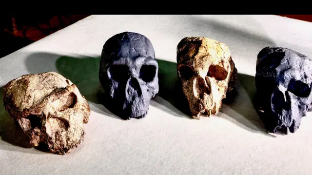 Cuatro calaveras sobre una mesa. Dos calaveras blancas están distorsionadas y junto a ellas hay dos calaveras grises sin distorsión.