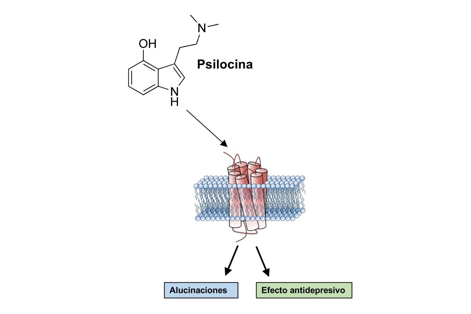 La psilocina interactúa con los receptores de serotonina en el cerebro, produciendo efectos psicodélicos y potenciales beneficios terapéuticos en trastornos como la depresión y la ansiedad