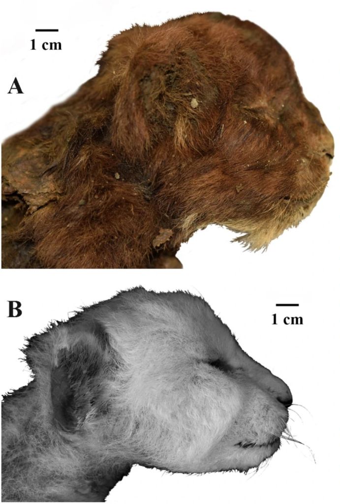 Vista lateral derecha de las cabezas de cachorros de grandes félidos de tres semanas de edad