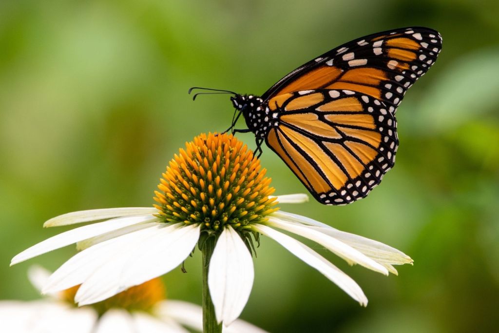 Minúsculas escamas de alas halladas en heces fosilizadas indican que las mariposas existían mucho antes que las flores
