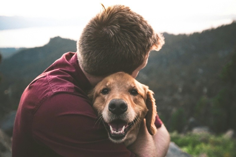 El mejor amigo del hombre, indudablemente para muchos, es el perro. UNSPLASH/   N. BROWNLOW