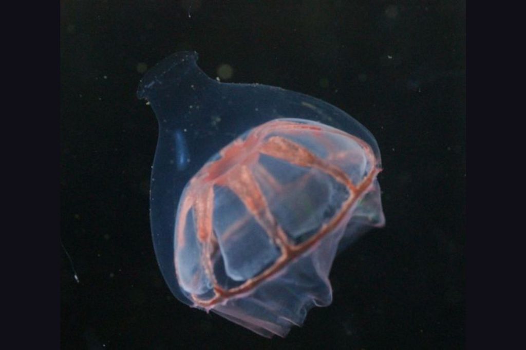 La especie habita principalmente en aguas profundas