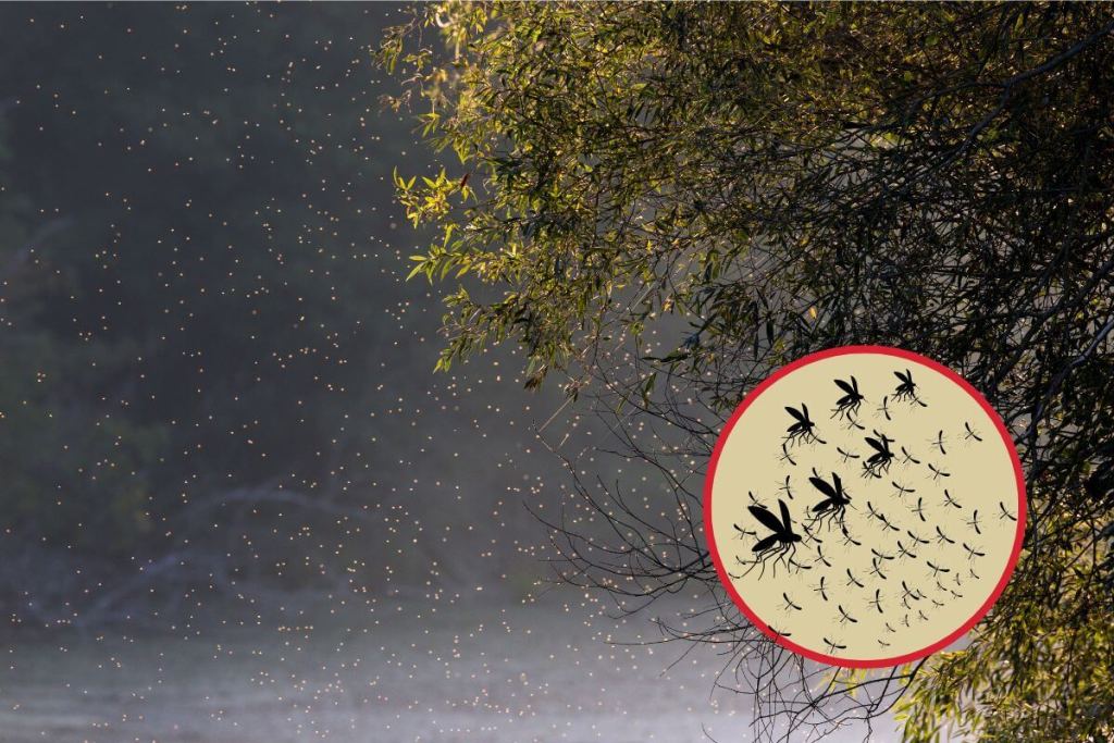 mosquitos