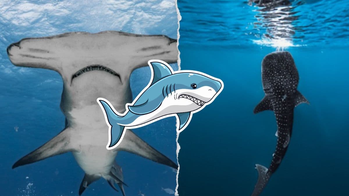 ¡Tiburones: Los reyes del mar en CDMX! Lánzate a la experiencia inmersiva estas vacaciones