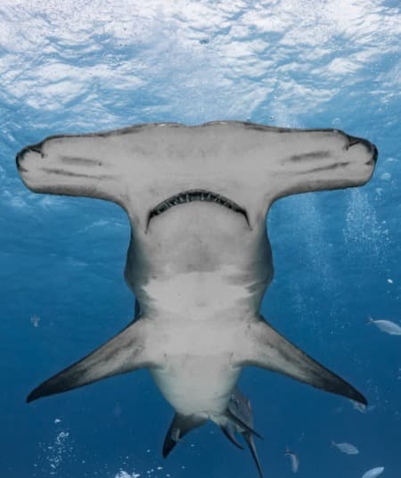 ¡Tiburones: Los reyes del mar en CDMX! Lánzate a la experiencia inmersiva estas vacaciones | Foto: Ceci Gutiérrez Acuario Inbursa