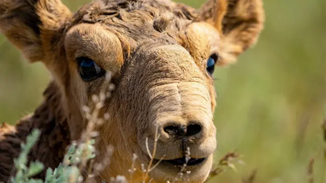 Antílope saiga 