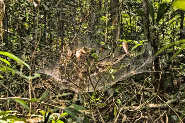 Una telaraña gigante