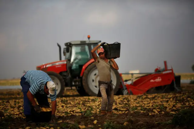 Dos trabajadores en el campo de Murcia.