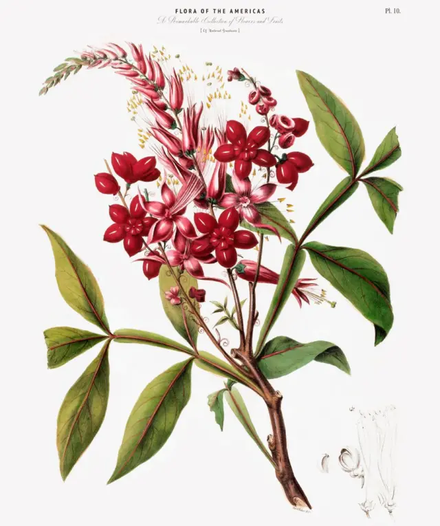 Dibujo botánico de la planta cinchona