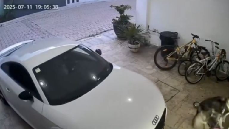 el lomito pudo evitar ser atropellado por el automovilista