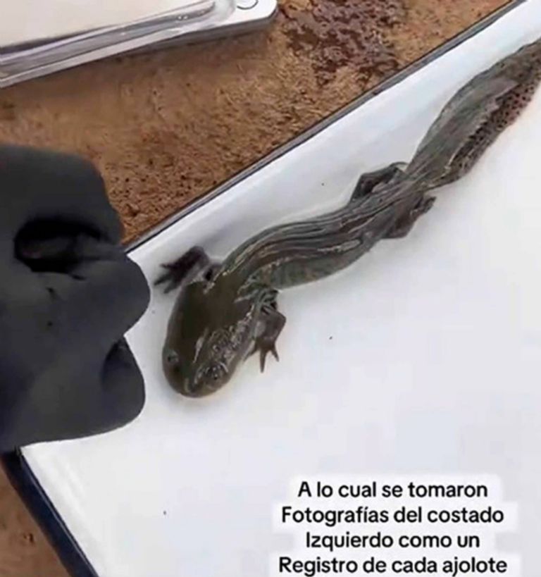El ajolote del Altiplano había dejado de ser visto en los últimos 15 años