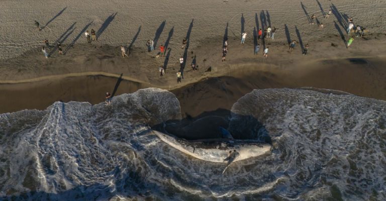Descubrieron una ballena encallada en Playas de Tijuana. Crédito: Omar Martínez/Cuartosuro