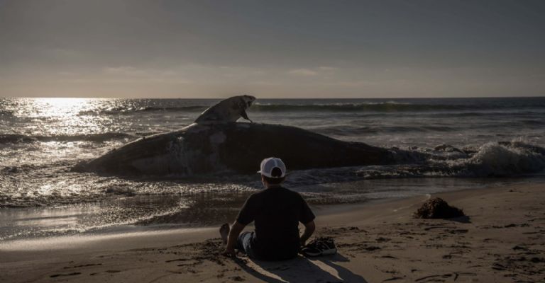 En enero de 2025, otra ballena fue encontrada varada en Playa de Mazatlán. Crédito: Omar Martínez/Cuartoscuro