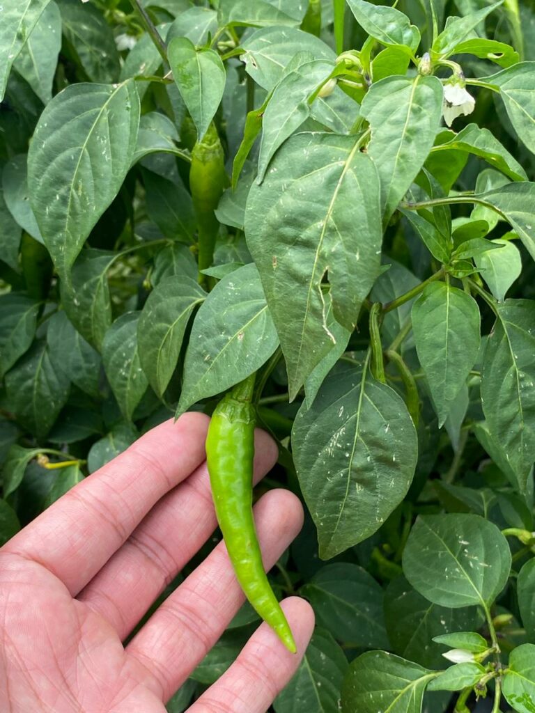 Chile chicuarote