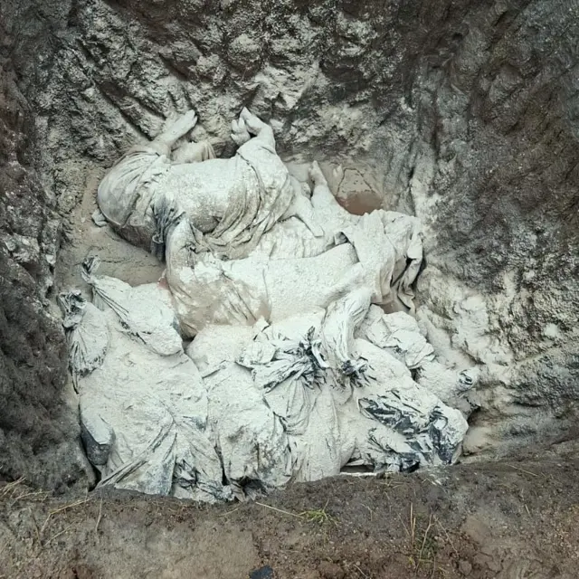 Cadaveres de cerdos cubiertos con cal. 