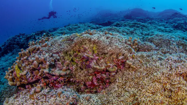 Megacoral en las Islas Salomón