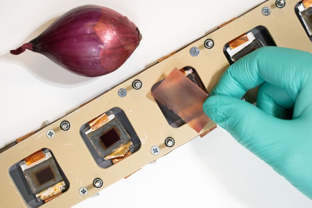 En la imagen, una fina lámina teñida con extracto de piel de cebolla roja reposa sobre células solares sensibilizadas con colorantes, tal como se utilizó en el experimento