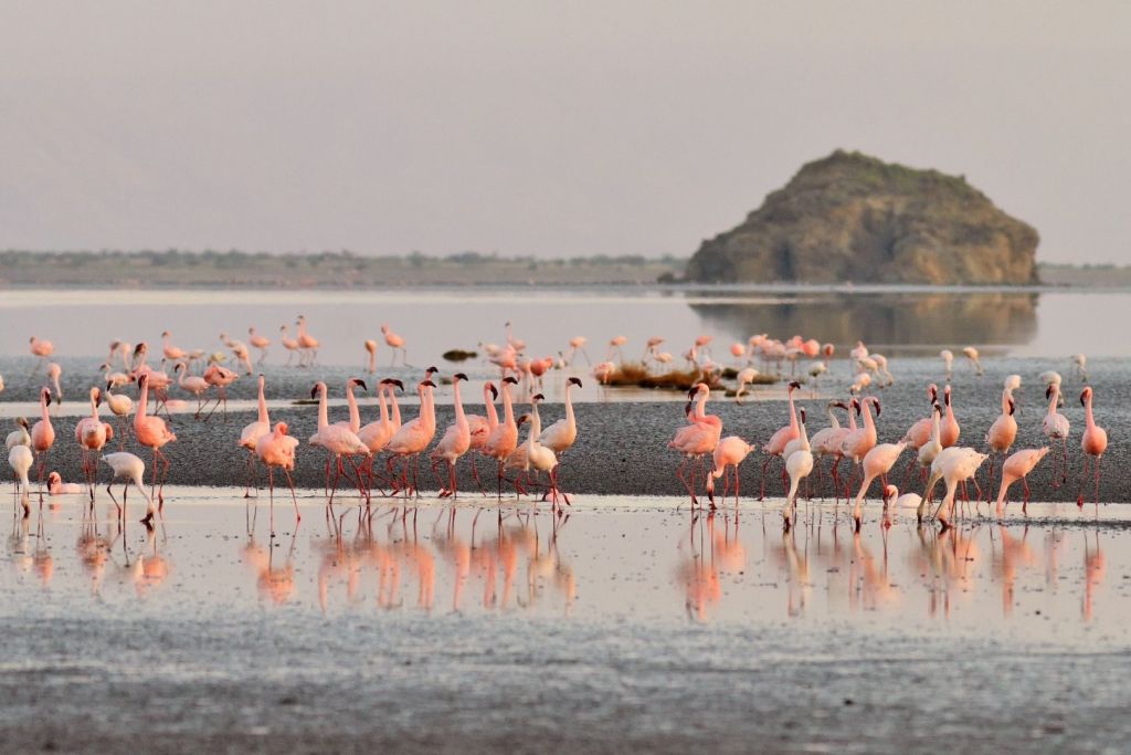 El intenso color rosado de los flamencos refleja el pigmento de las algas que prosperan en las aguas alcalinas del lago Natron