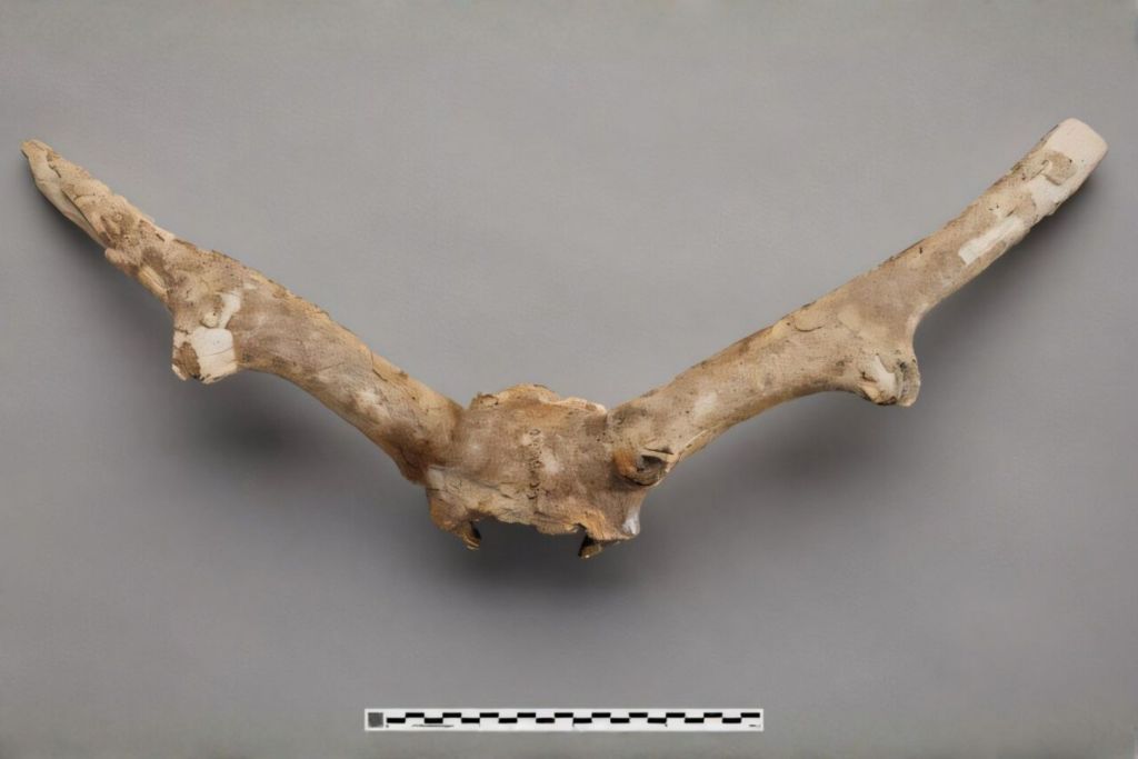 Ejemplar ROMM75974 de Torontoceros hypogaeus, conservado en el Museo Real de Ontario, en Toronto