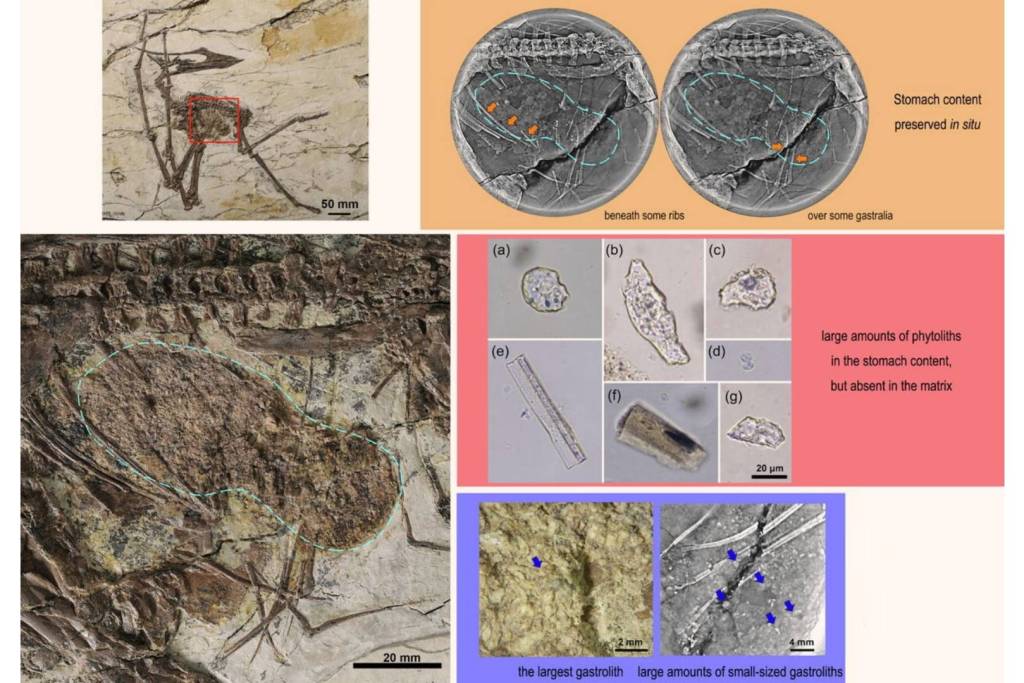 El ejemplar de Sinopterus atavismus