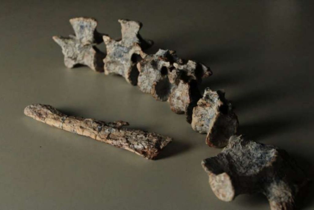 Fósil del antiguo depredador Tainrakuasuchus bellator, descubierto en el sur de Brasil