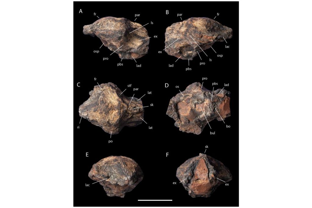 Cráneo fósil del ejemplar tipo de Xenovenator espinosai, catalogado como CPC 2973