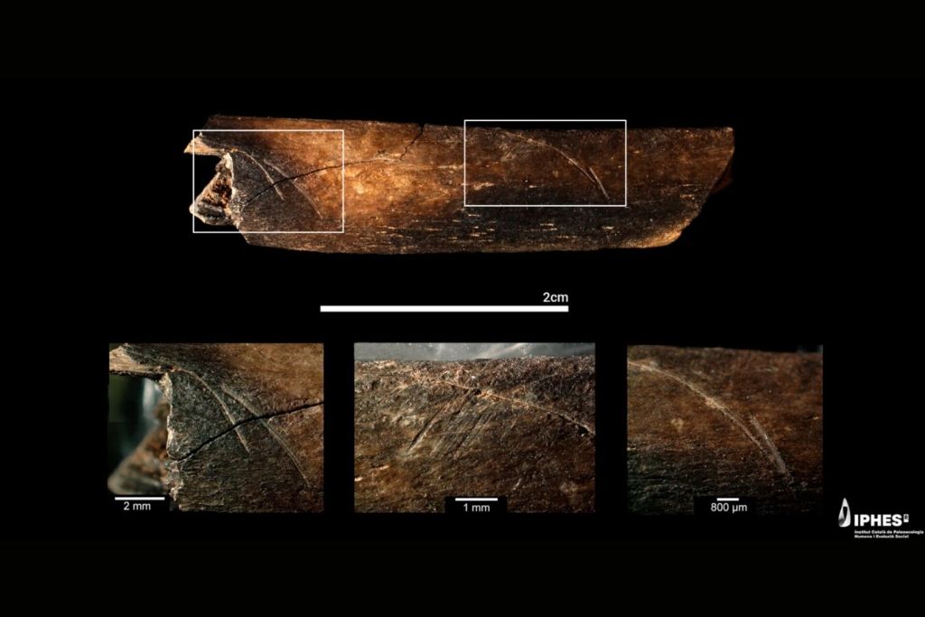 Costilla de un pequeño animal con marcas de corte, hallada en el nivel TE7 de la Sima del Elefante (Sierra de Atapuerca, Burgos). En la parte inferior izquierda, las incisiones están interrumpidas por una fisura. En el centro, las marcas presentan estrías de abrasión debido al pisoteo. A la derecha, un detalle ampliado de una de las marcas de corte