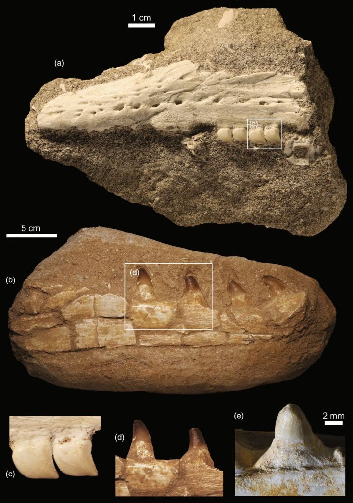 El nuevo estudio ha revelado detalles importantes sobre el supuesto holotipo de Xenodens calminechari (MHNM.KH.331) y otras muestras similares, que generan dudas sobre su autenticidad