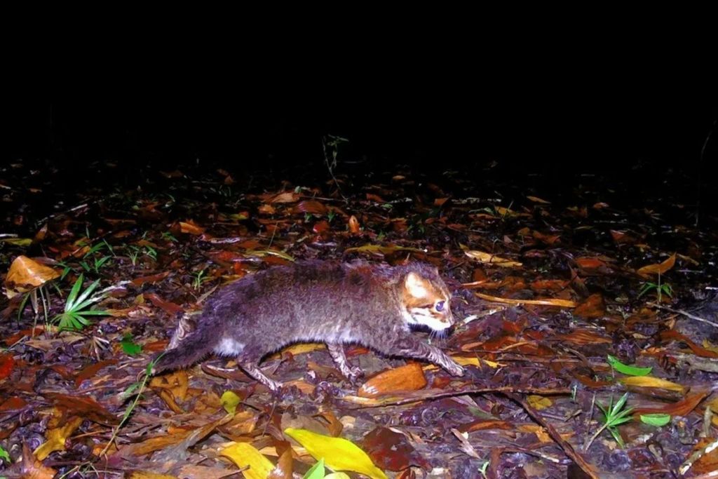 Las imágenes captadas por cámaras ocultas han confirmado que el gato de cabeza plana sigue vivo en los bosques de Tailandia