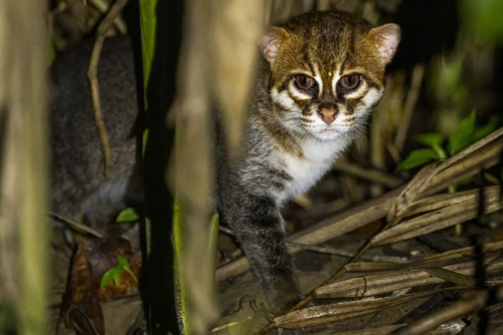 Un ejemplar de gato de cabeza plana acecha a su presa a orillas del río Kinabatangan, en Sabah (Malasia)
