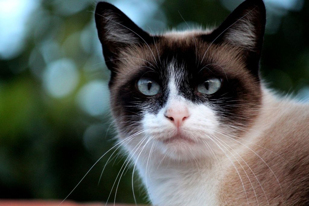 Según los estudios genéticos, los primeros gatos domésticos (Felis catus) comenzaron a aparecer en la antigua China hacia el año 730 d. C.