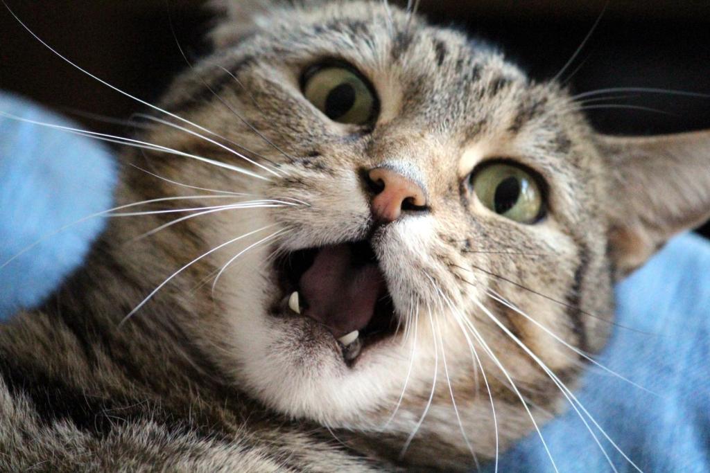 Descubren el “gen del ronroneo” en gatos