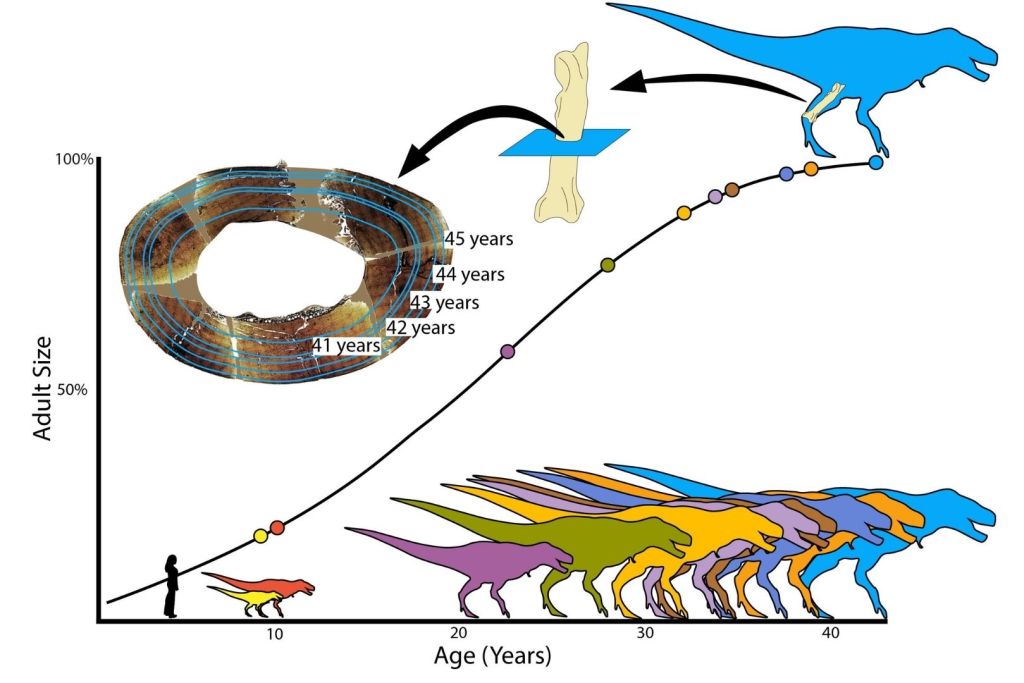 Gráfico del tamaño del T. rex a lo largo de su vida, con los distintos ejemplares analizados en el estudio señalados según su edad y proporción corporal