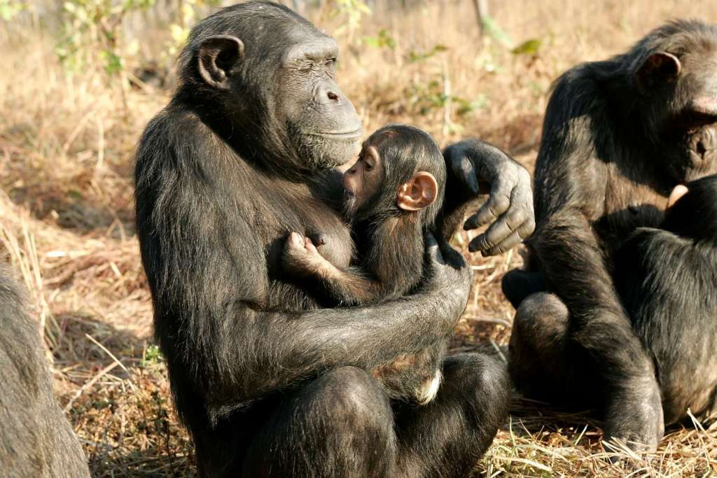 Un grupo de chimpancés de Ngogo vivió una explosión de nacimientos tras imponerse a un grupo rival y ampliar su territorio