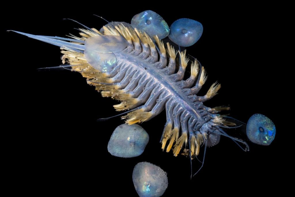 Un gusano escamoso iridiscente jamás visto hasta ahora