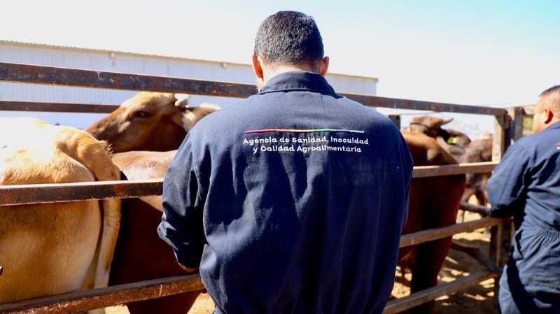 La Sader Jalisco y la ASICA mantendrán la vigilancia en zonas de riesgo. SADER JALISCO La Sader Jalisco y la ASICA mantendrán la vigilancia en zonas de riesgo. SADER JALISCO