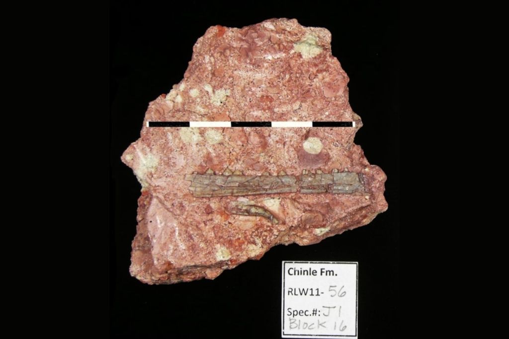Mandíbula fósil del Eotephradactylus mcintireae, especie recién identificada de pterosaurio