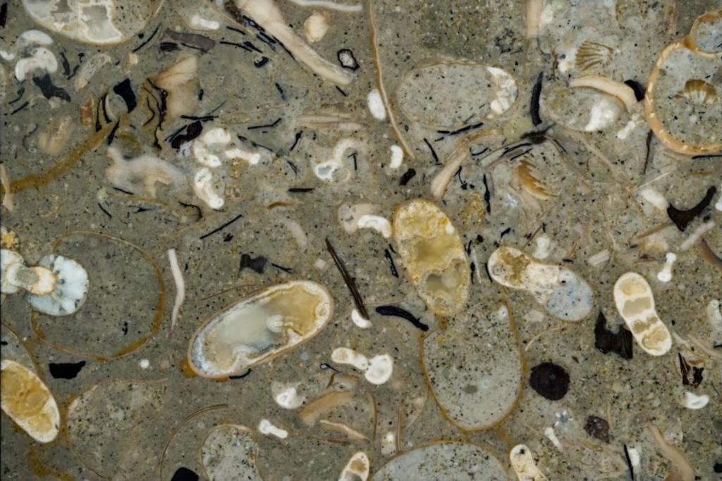 Una de las capas de la roca mientras se aplicaba la tomografía por abrasión: en su interior se ocultaban cerca de 1.000 picos de cefalópodos