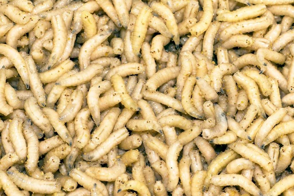 El consumo habitual de larvas podría ser la clave detrás de la peculiar huella química hallada en los restos de los neandertales, según sugiere la investigación