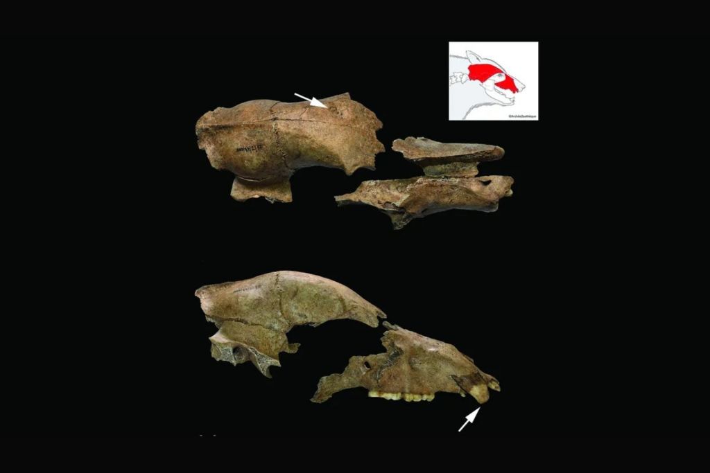 Los arqueólogos descubrieron un cráneo fragmentado de oso pardo en las proximidades del antiguo anfiteatro romano de Viminacium