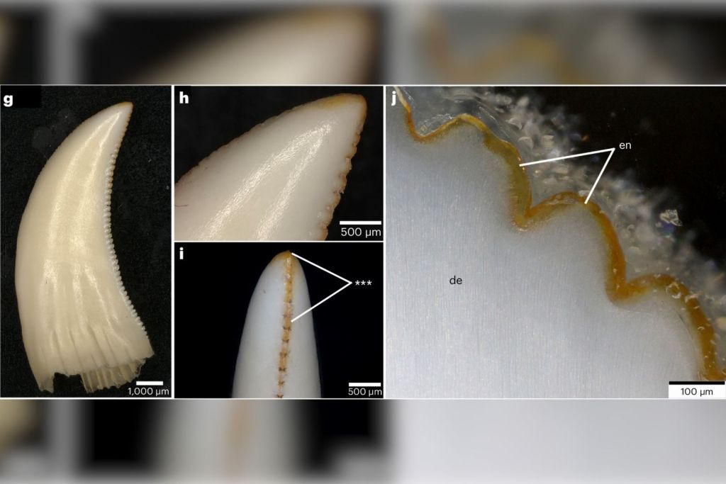 Un primer plano de la punta de un diente de dragón de Komodo, donde se pueden apreciar sus bordes serrados y una distintiva pigmentación anaranjada a lo largo del filo