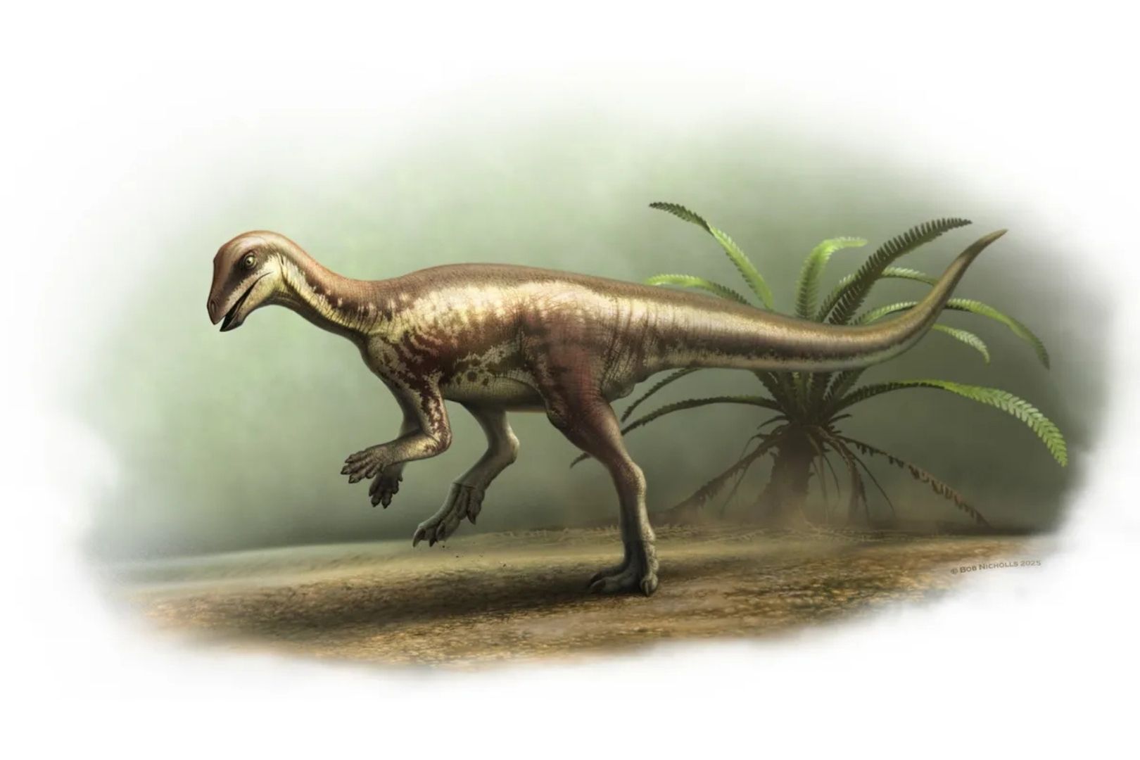 El recientemente identificado dinosaurio Enigmacursor mollyborthwickae fue hallado en la famosa Formación Morrison, en el estado de Colorado