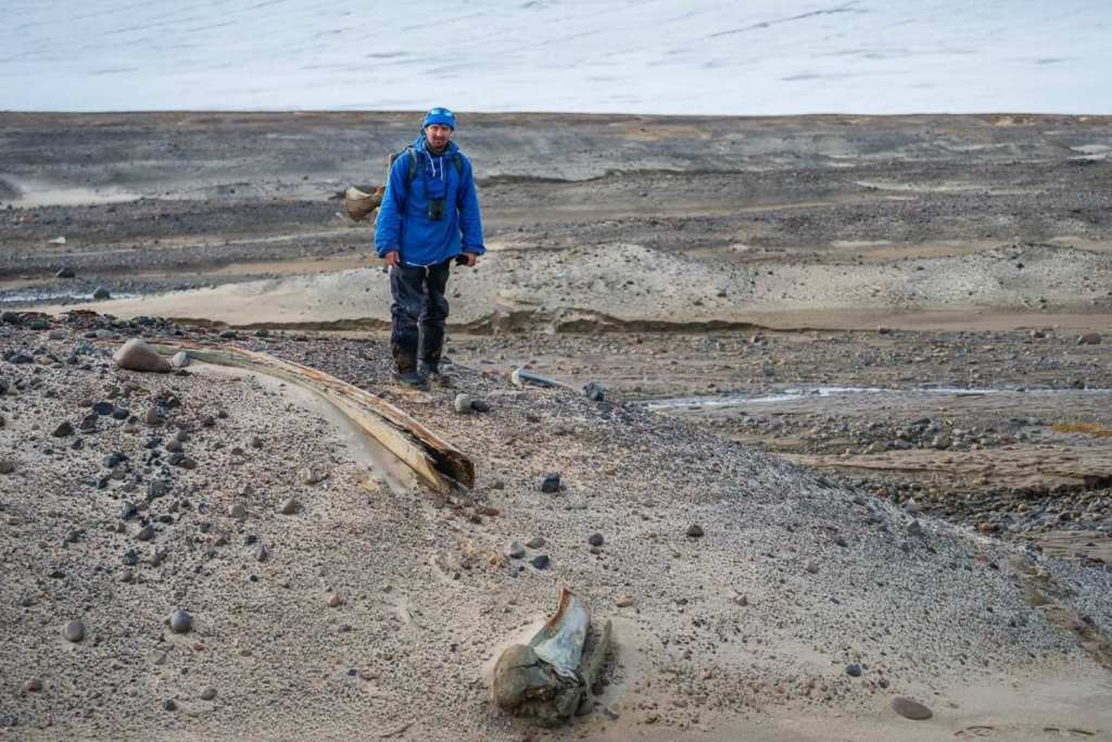 En una región casi inaccesible del Ártico ruso, investigadores descubrieron numerosos esqueletos de ballenas esparcidos por la isla de Wilczek