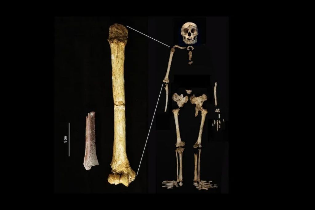 El fragmento de húmero encontrado en Mata Menge (a la izquierda) se presenta a la misma escala que el húmero de Homo floresiensis descubierto en Liang Bua